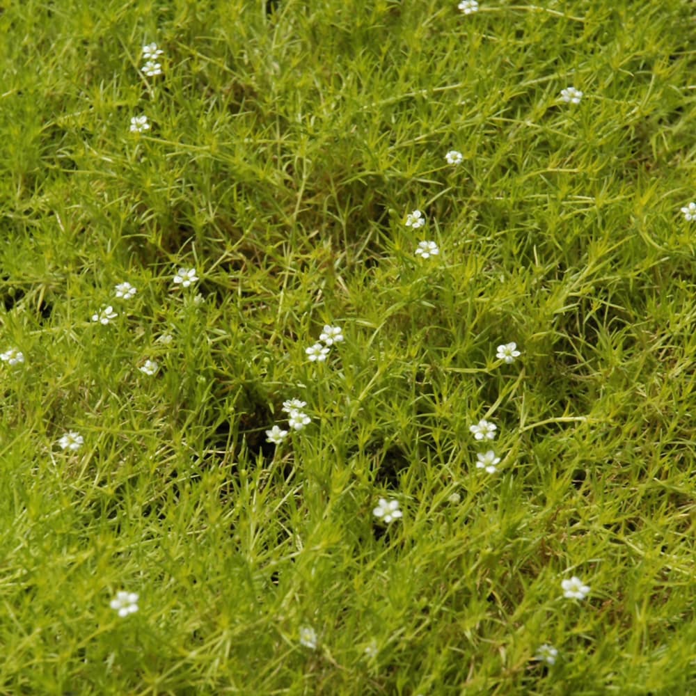 Moss Scotch