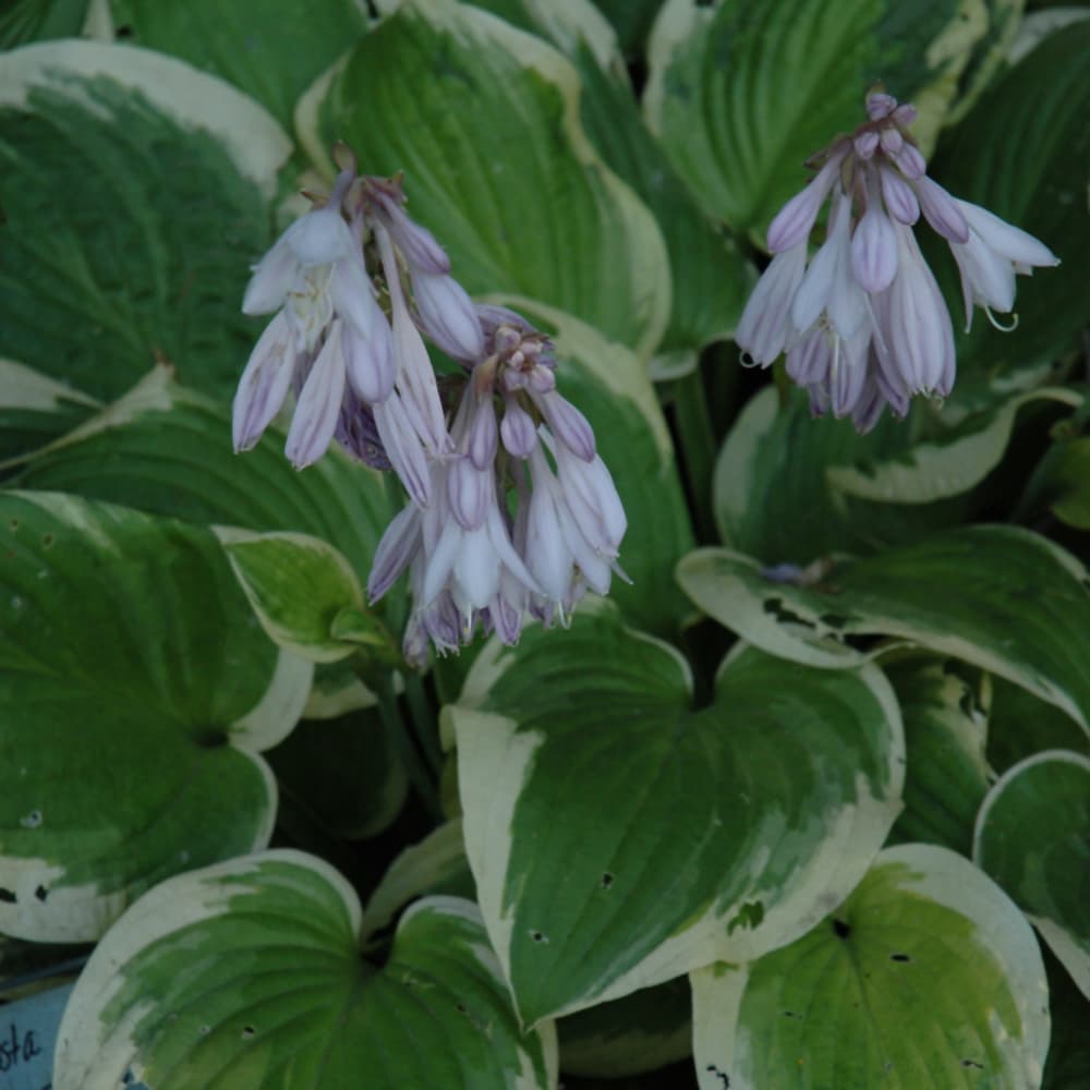 NetPS Plant Finder (www.netpsplantfinder.com)