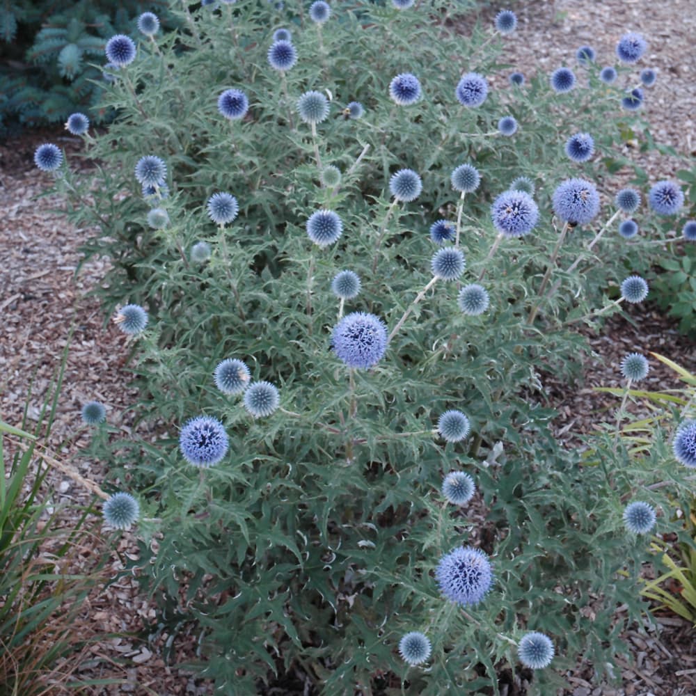 NetPS Plant Finder (www.netpsplantfinder.com)