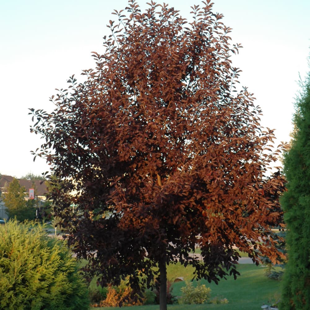 Cherry Canadian Red