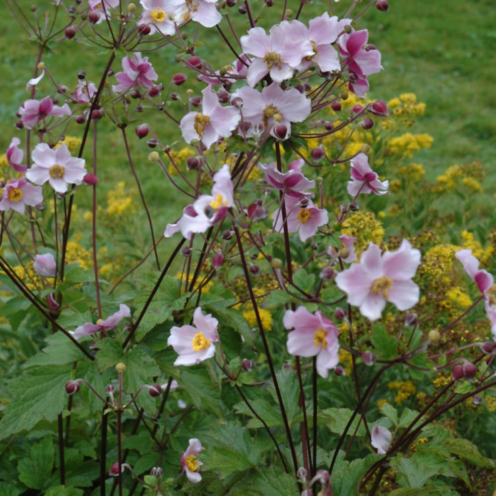 NetPS Plant Finder (www.netpsplantfinder.com)