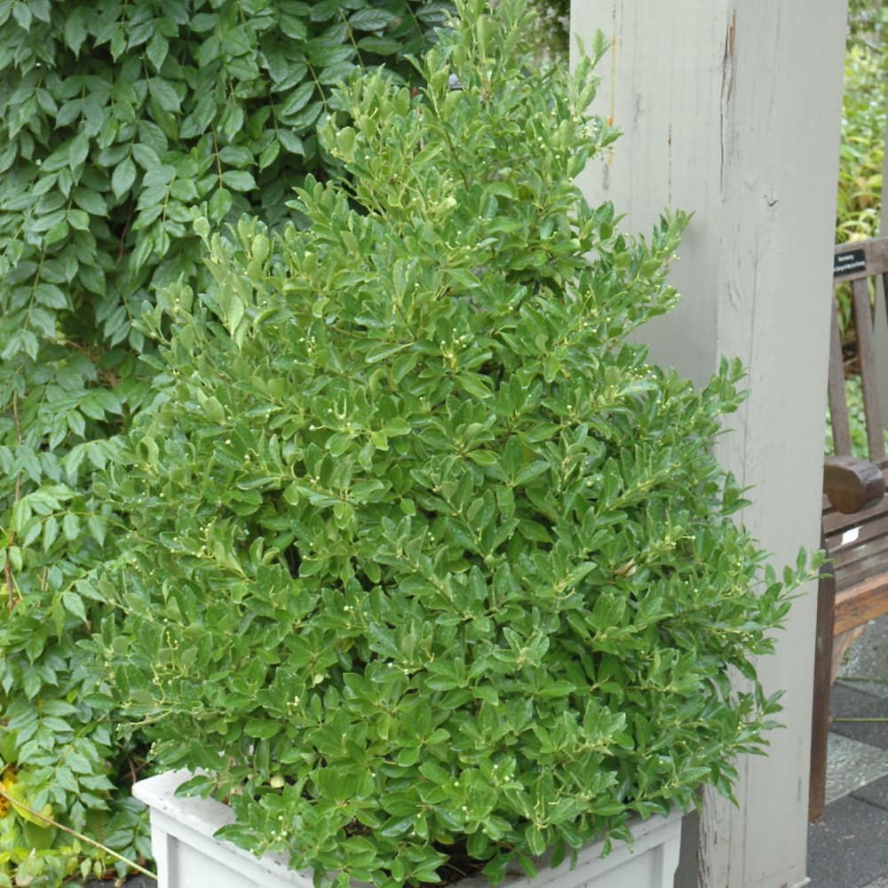 NetPS Plant Finder (www.netpsplantfinder.com)