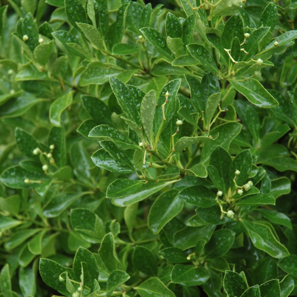 NetPS Plant Finder (www.netpsplantfinder.com)