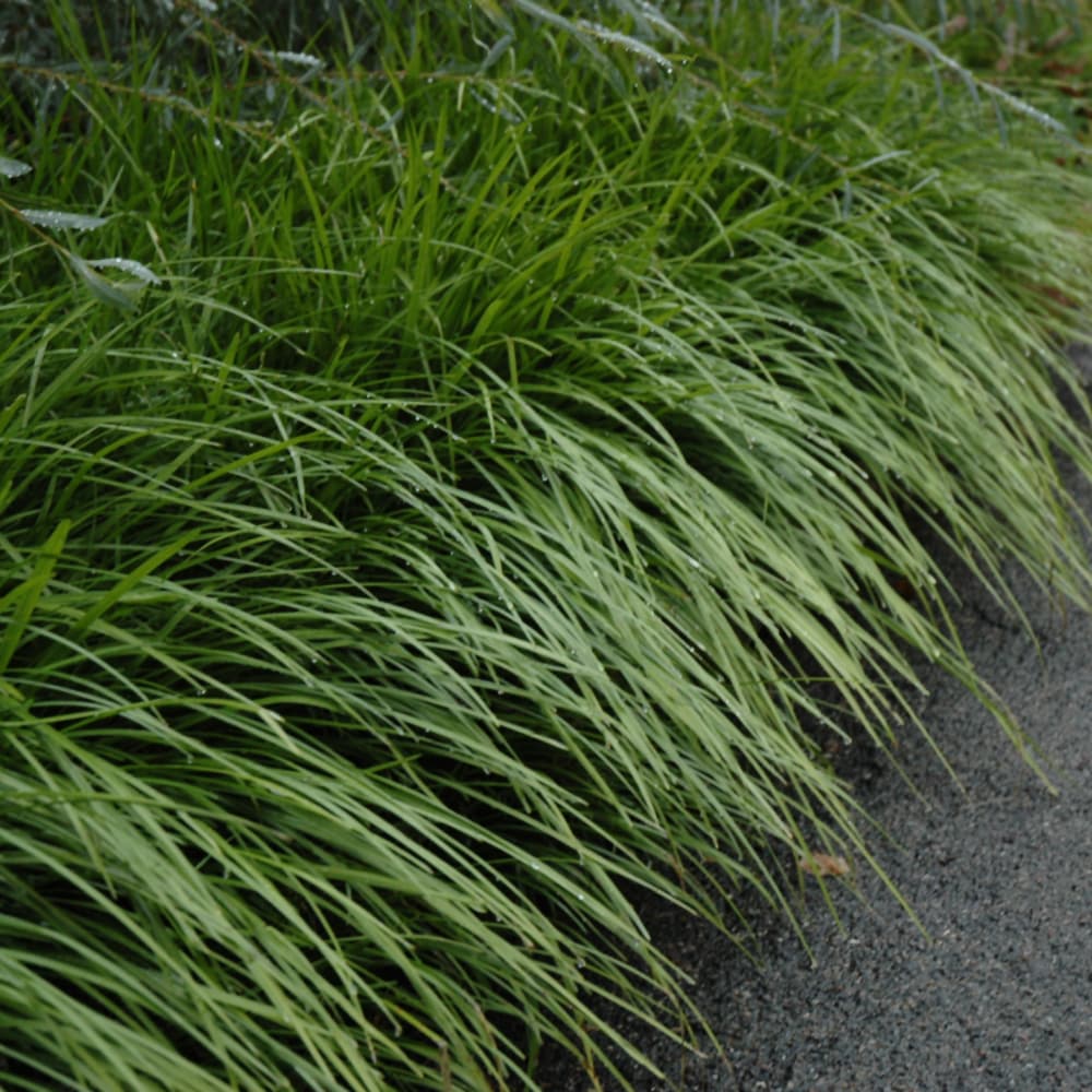 NetPS Plant Finder (www.netpsplantfinder.com)