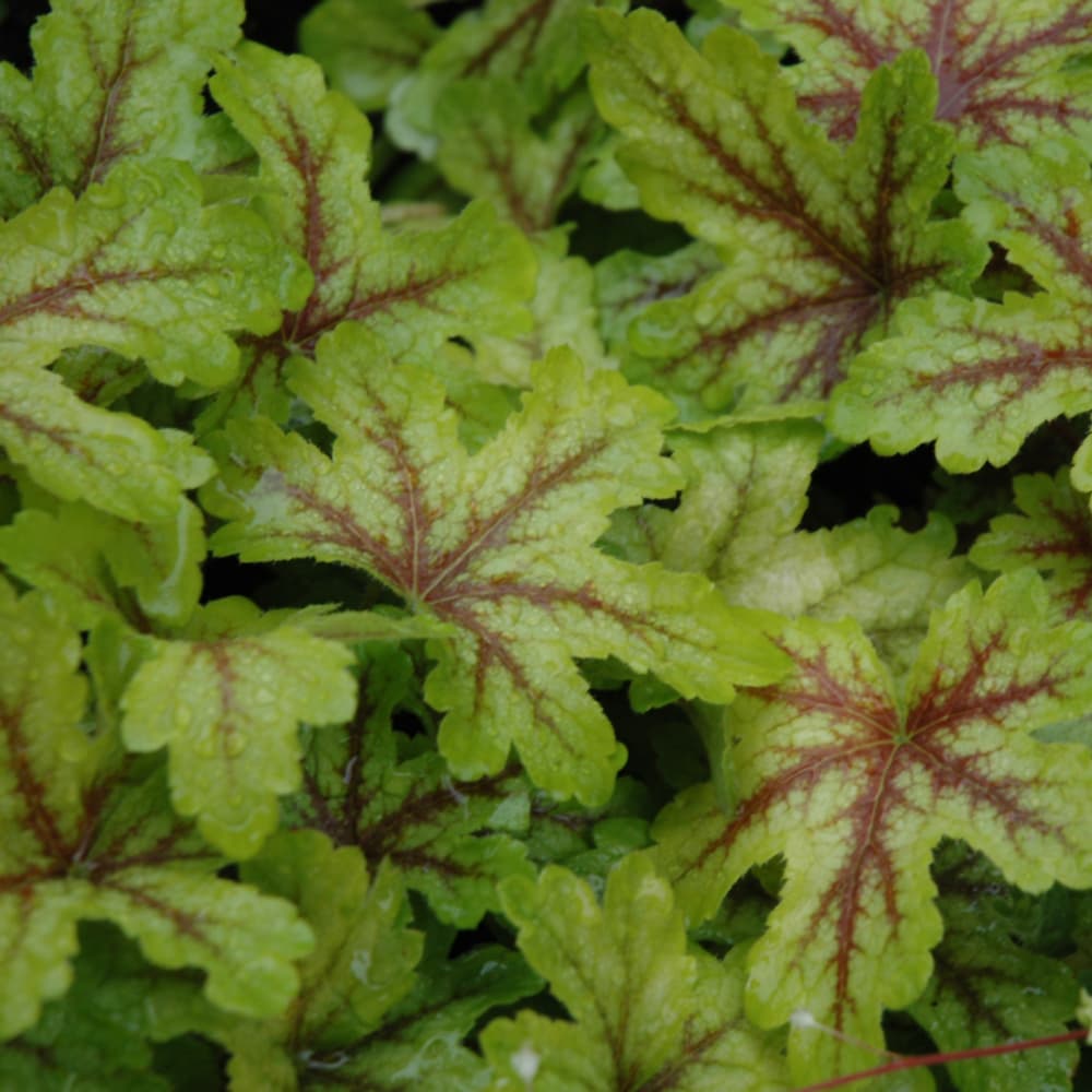 NetPS Plant Finder (www.netpsplantfinder.com)