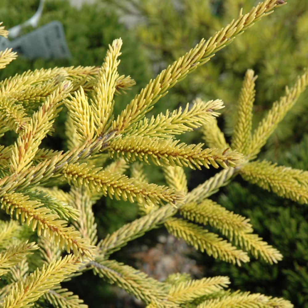 NetPS Plant Finder (www.netpsplantfinder.com)