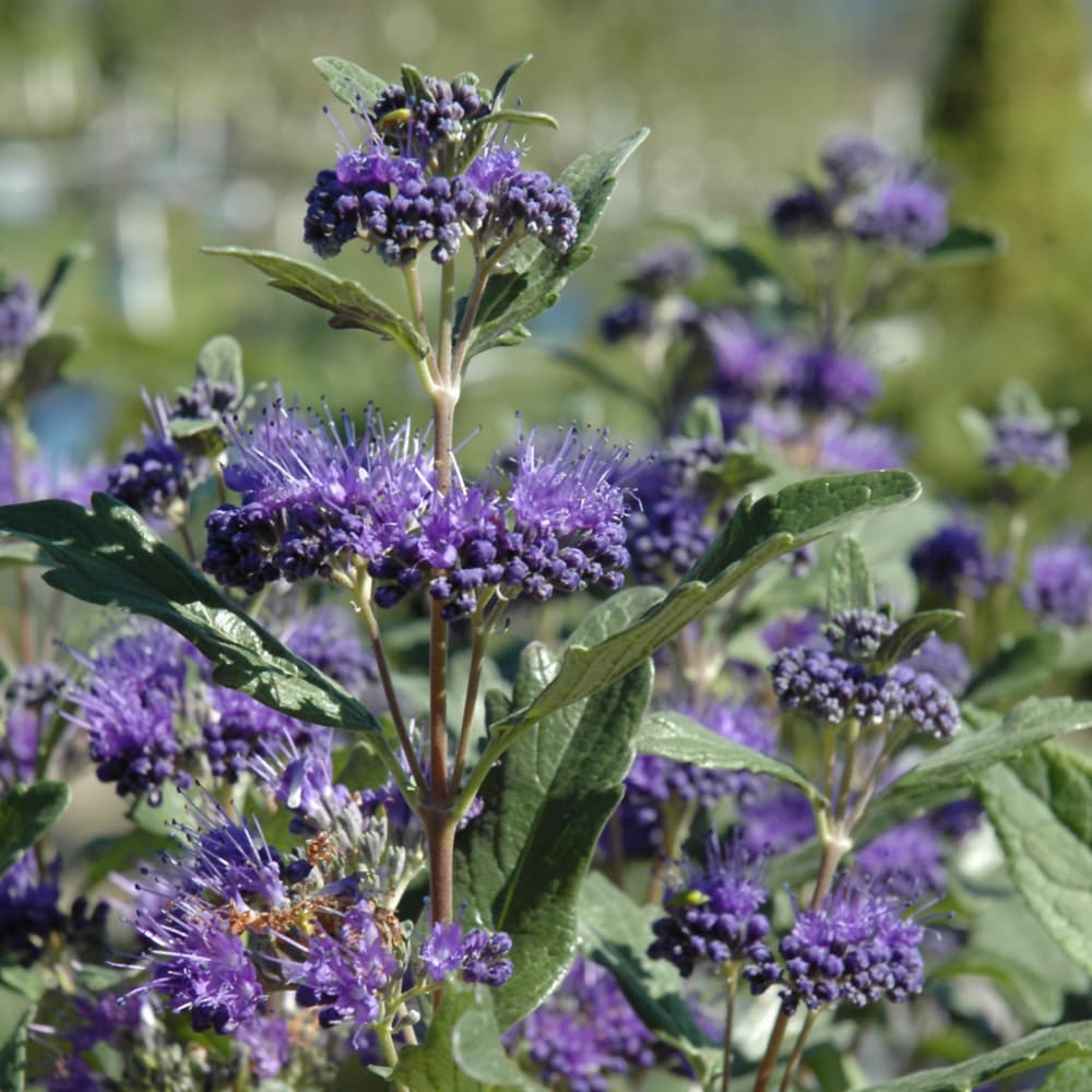 NetPS Plant Finder (www.netpsplantfinder.com)