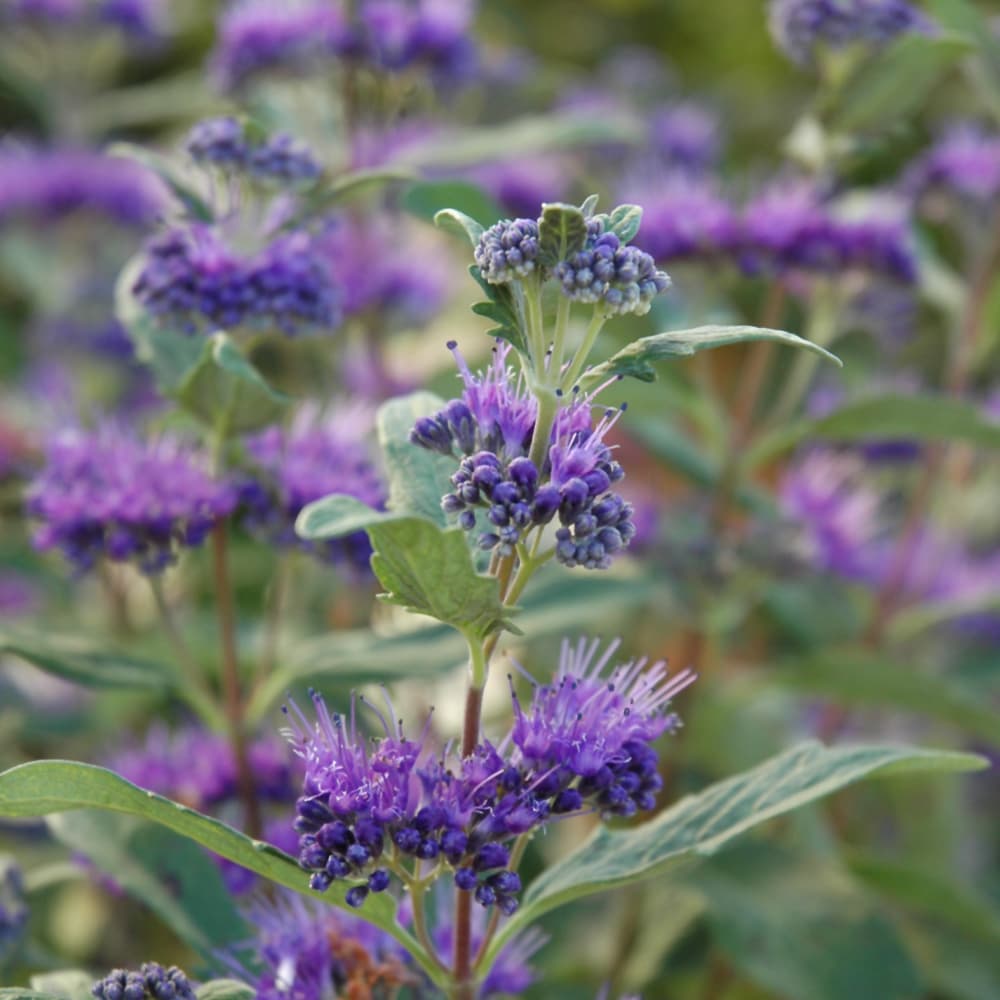 Bluebeard Dark Knight