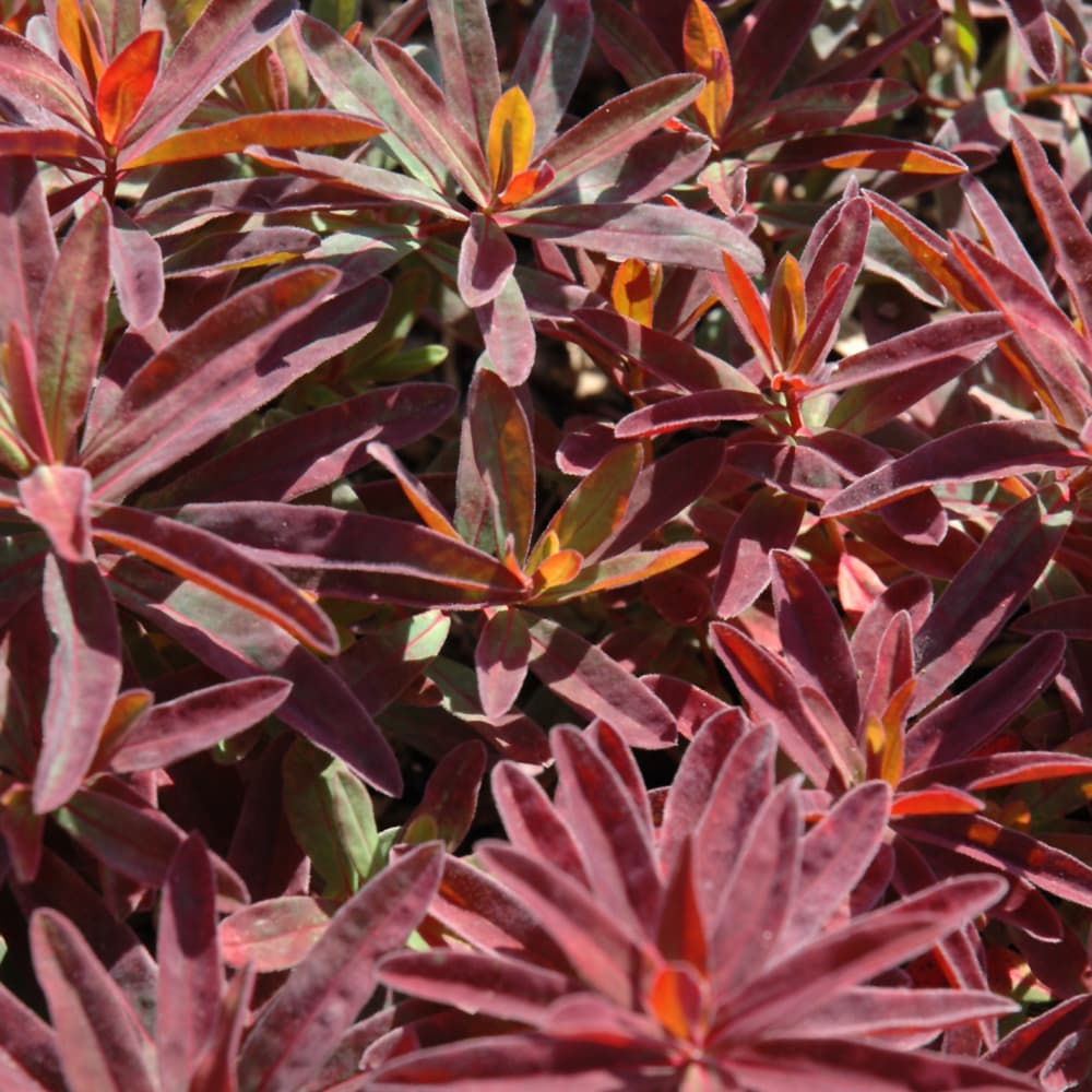 NetPS Plant Finder (www.netpsplantfinder.com)