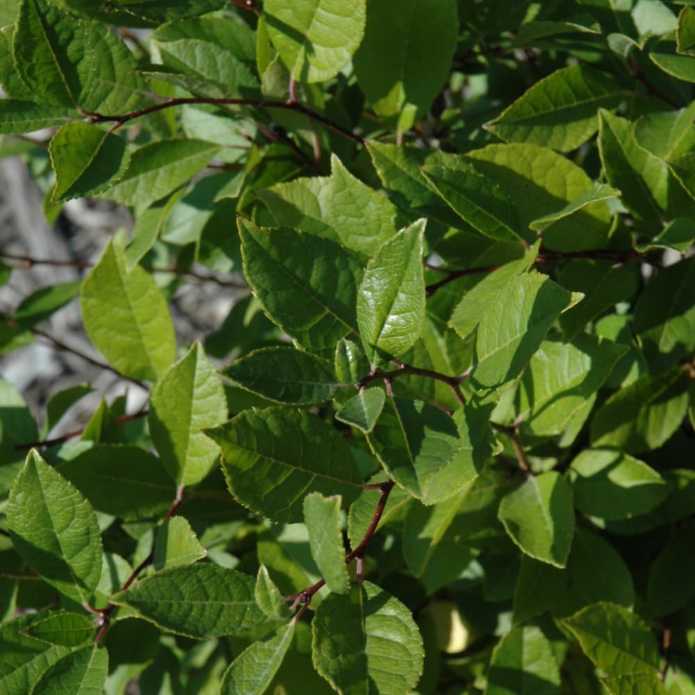 NetPS Plant Finder (www.netpsplantfinder.com)