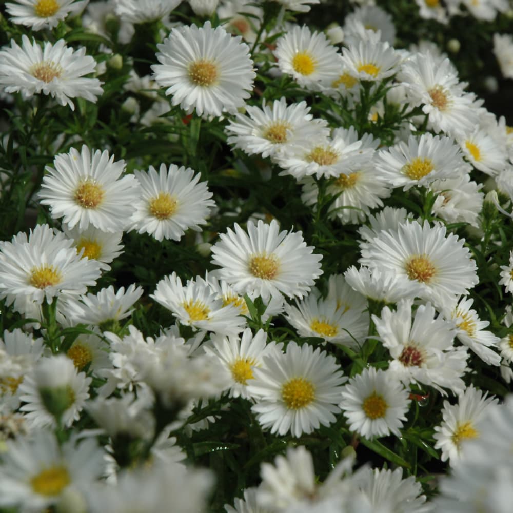 Aster Puff White