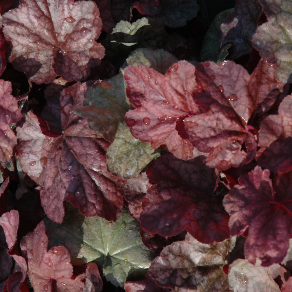 NetPS Plant Finder (www.netpsplantfinder.com)