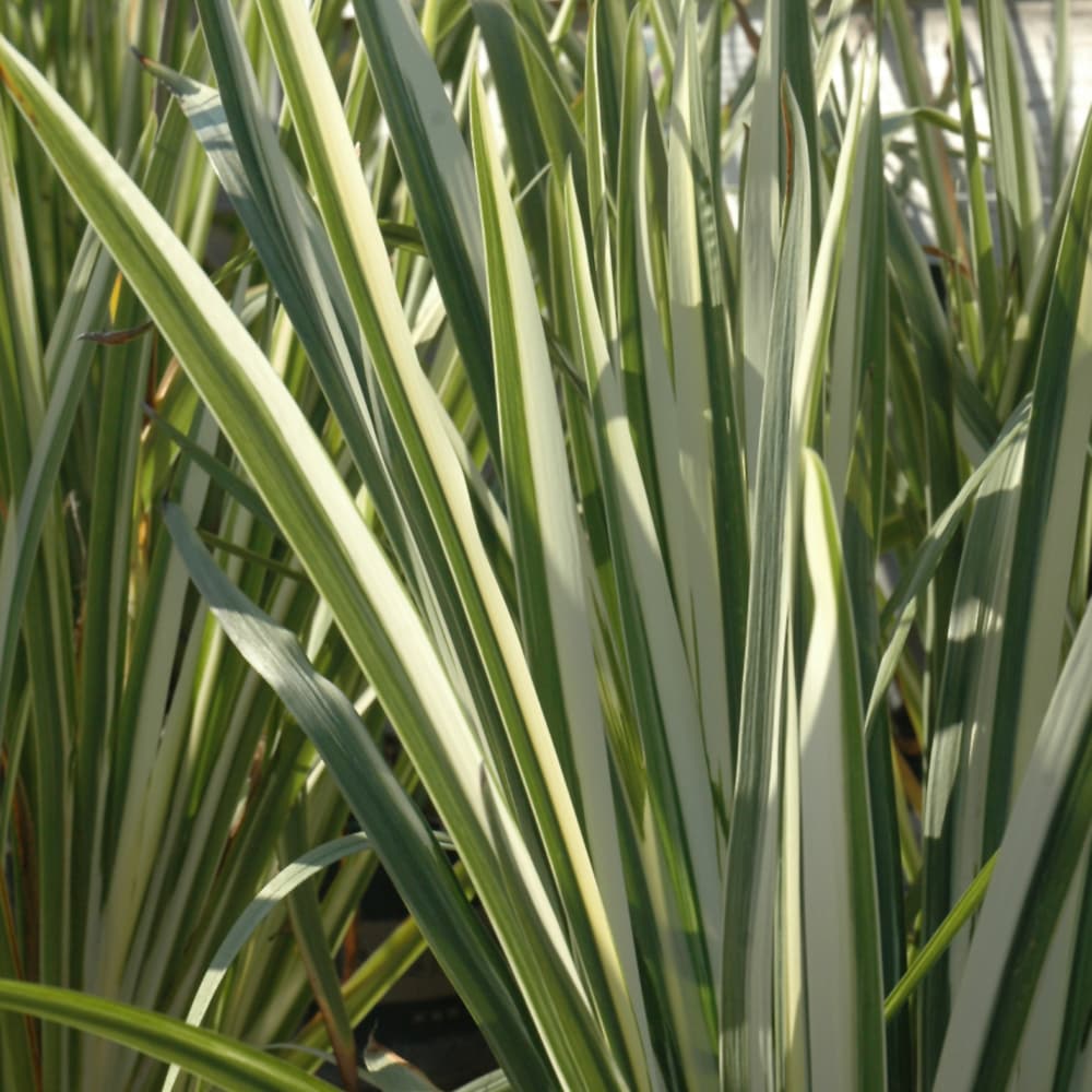 NetPS Plant Finder (www.netpsplantfinder.com)