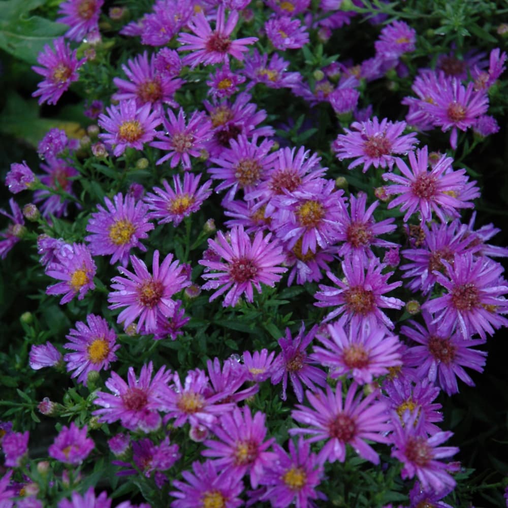 NetPS Plant Finder (www.netpsplantfinder.com)