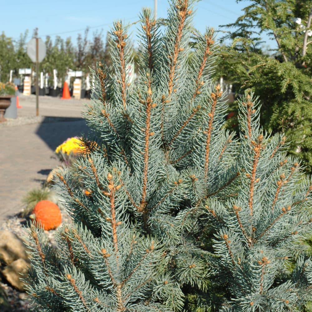 NetPS Plant Finder (www.netpsplantfinder.com)