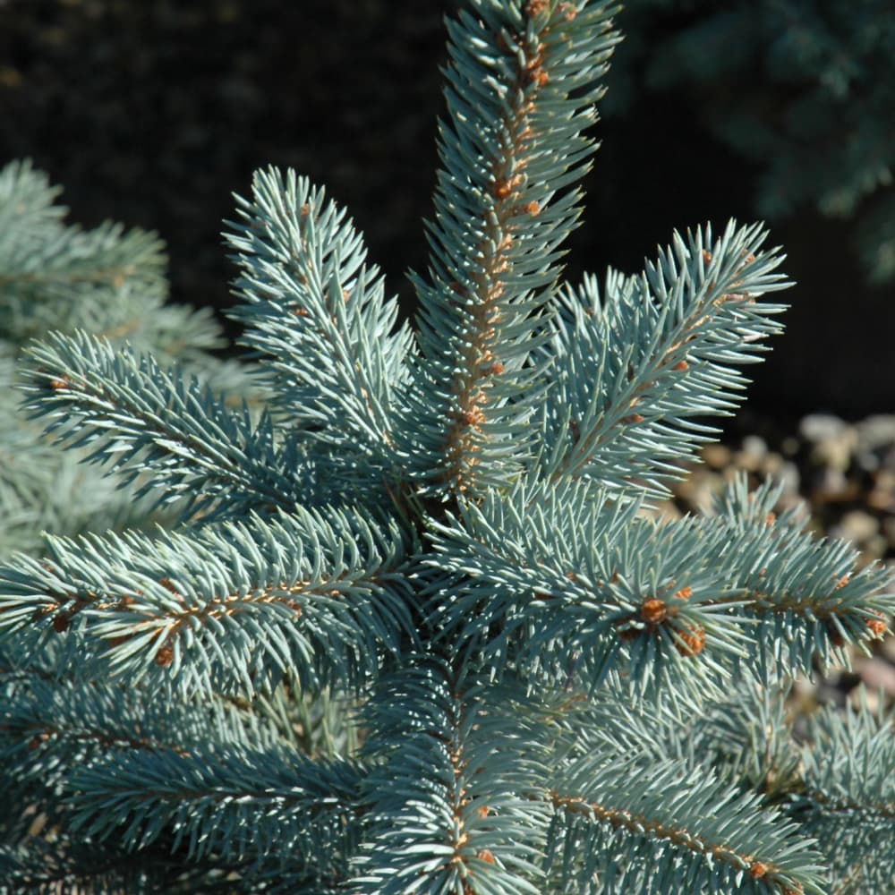 NetPS Plant Finder (www.netpsplantfinder.com)