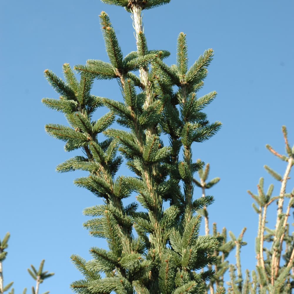 NetPS Plant Finder (www.netpsplantfinder.com)