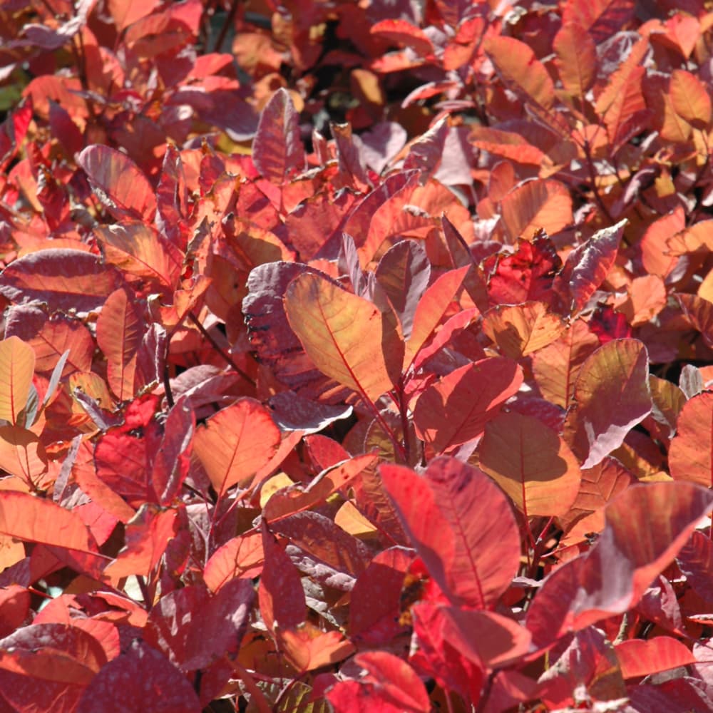 NetPS Plant Finder (www.netpsplantfinder.com)