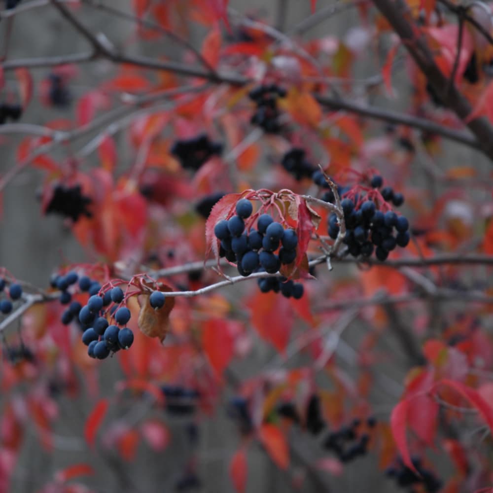 NetPS Plant Finder (www.netpsplantfinder.com)