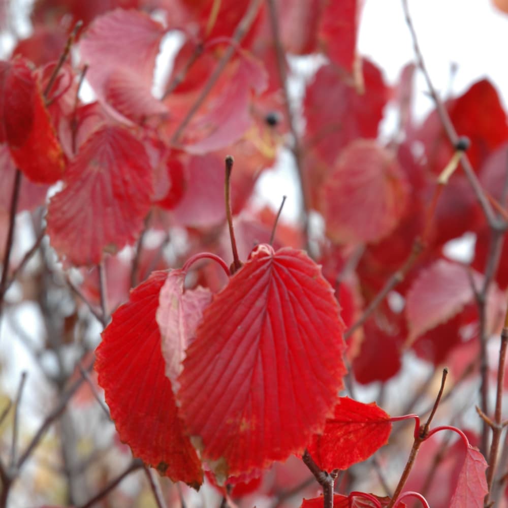 NetPS Plant Finder (www.netpsplantfinder.com)