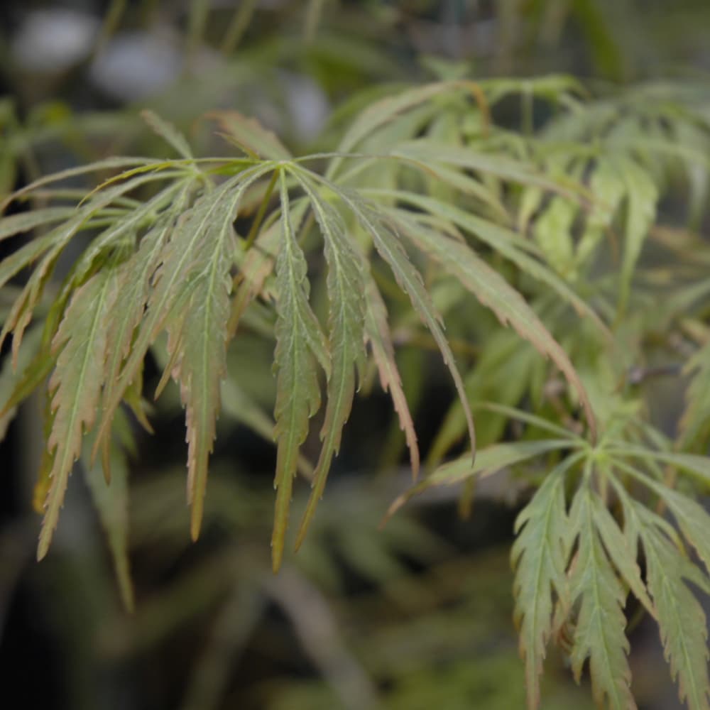 NetPS Plant Finder (www.netpsplantfinder.com)