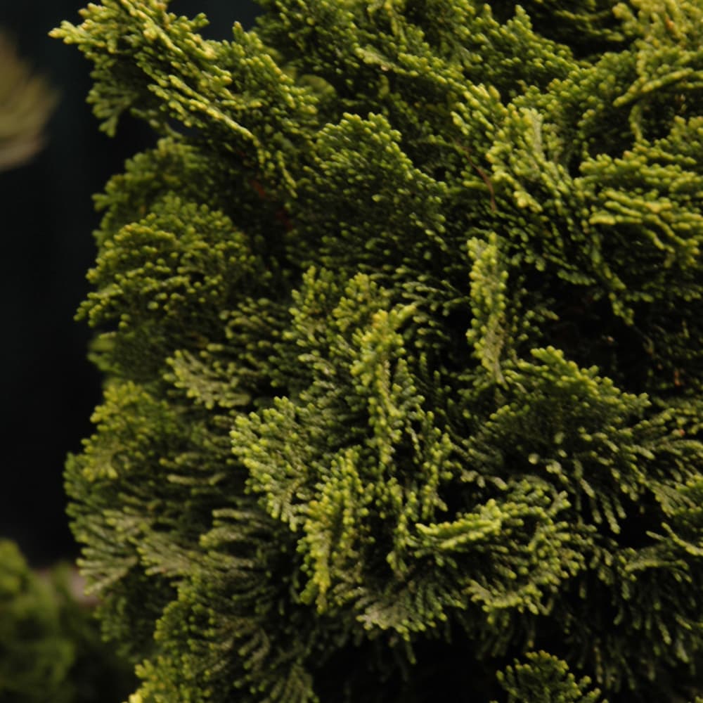 NetPS Plant Finder (www.netpsplantfinder.com)