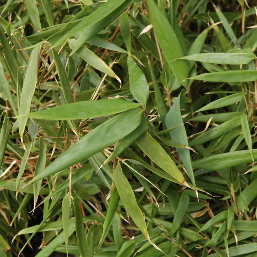 NetPS Plant Finder (www.netpsplantfinder.com)