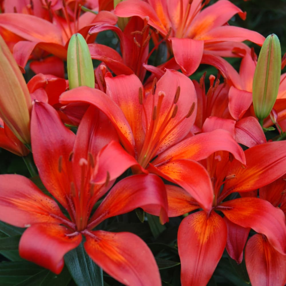 NetPS Plant Finder (www.netpsplantfinder.com)