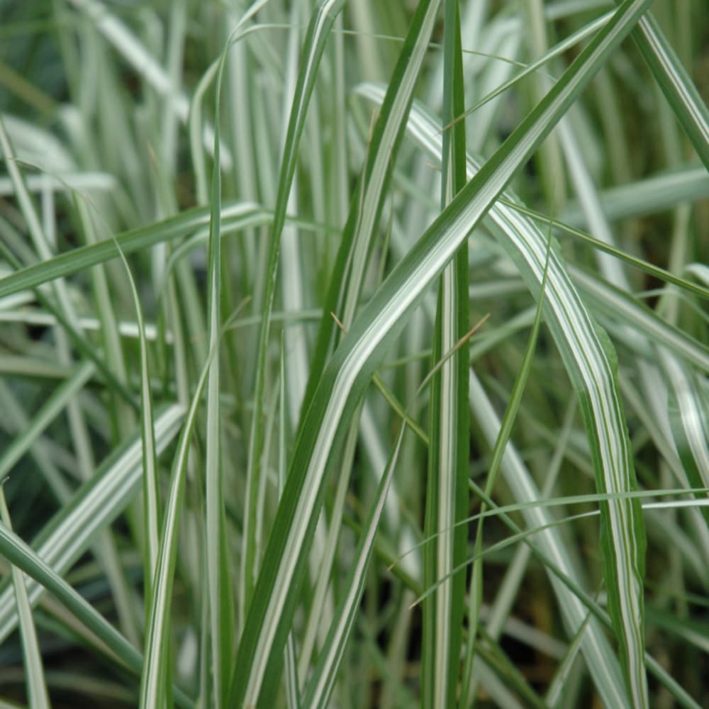 NetPS Plant Finder (www.netpsplantfinder.com)