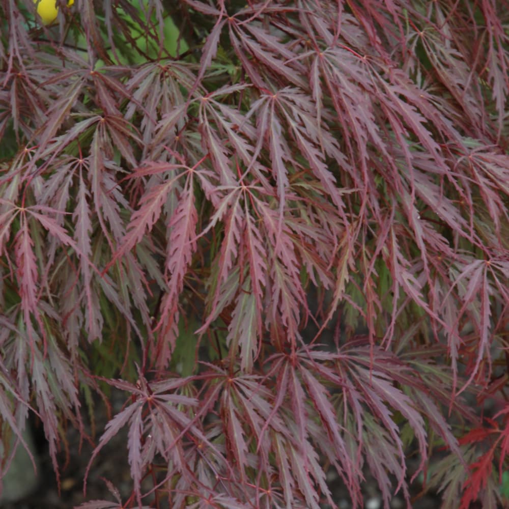 NetPS Plant Finder (www.netpsplantfinder.com)