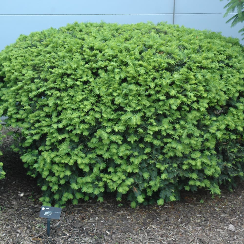 NetPS Plant Finder (www.netpsplantfinder.com)