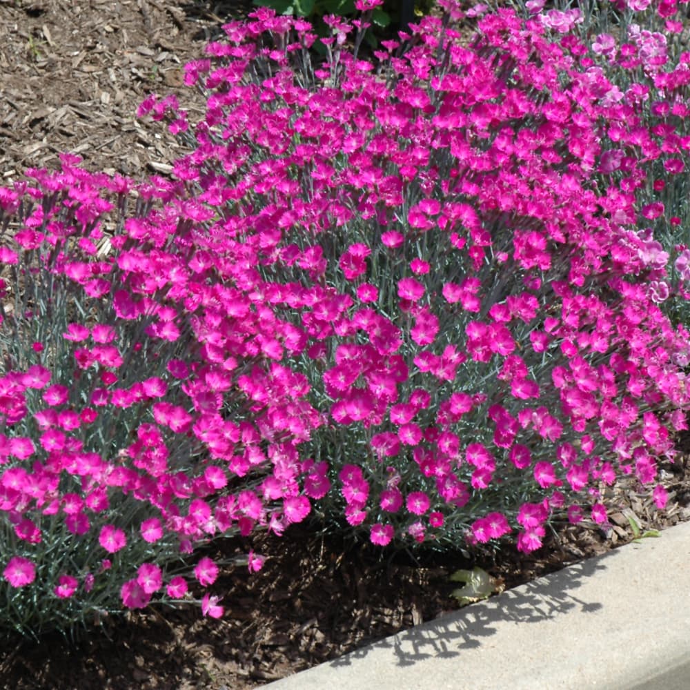 NetPS Plant Finder (www.netpsplantfinder.com)