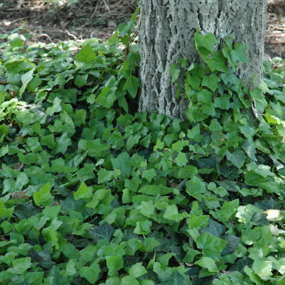 NetPS Plant Finder (www.netpsplantfinder.com)