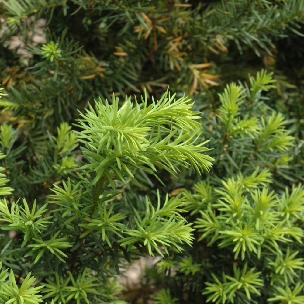 NetPS Plant Finder (www.netpsplantfinder.com)