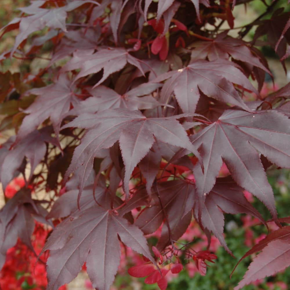 NetPS Plant Finder (www.netpsplantfinder.com)