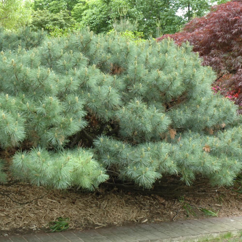 NetPS Plant Finder (www.netpsplantfinder.com)