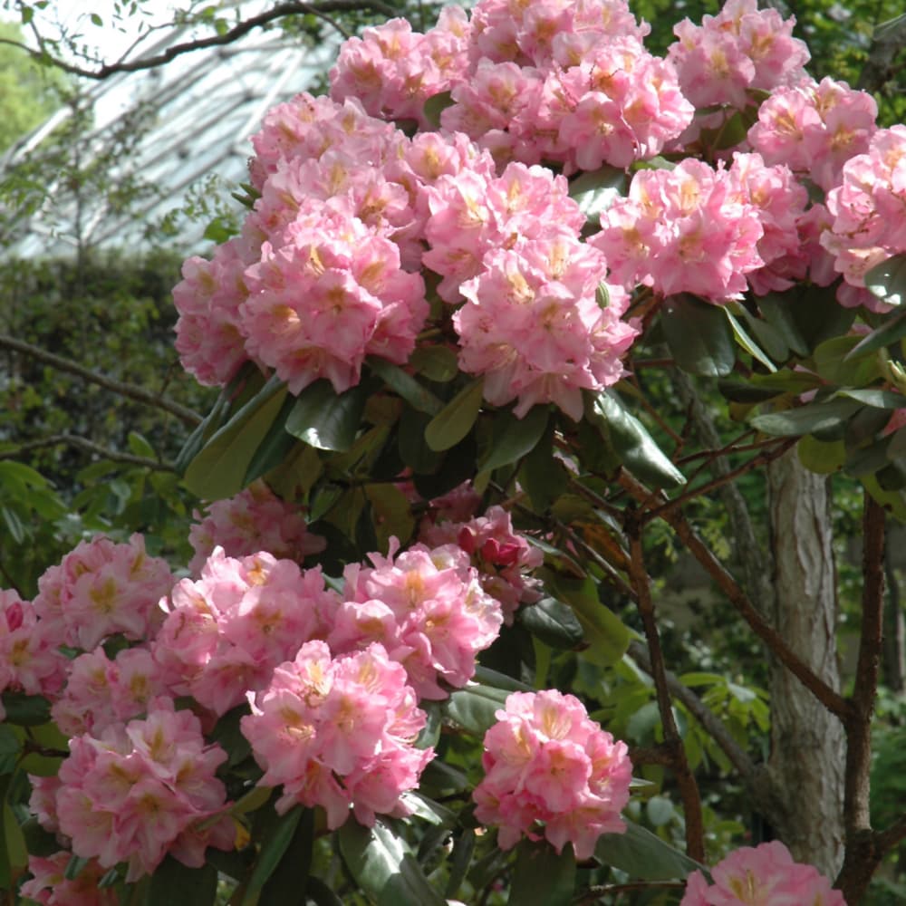 NetPS Plant Finder (www.netpsplantfinder.com)