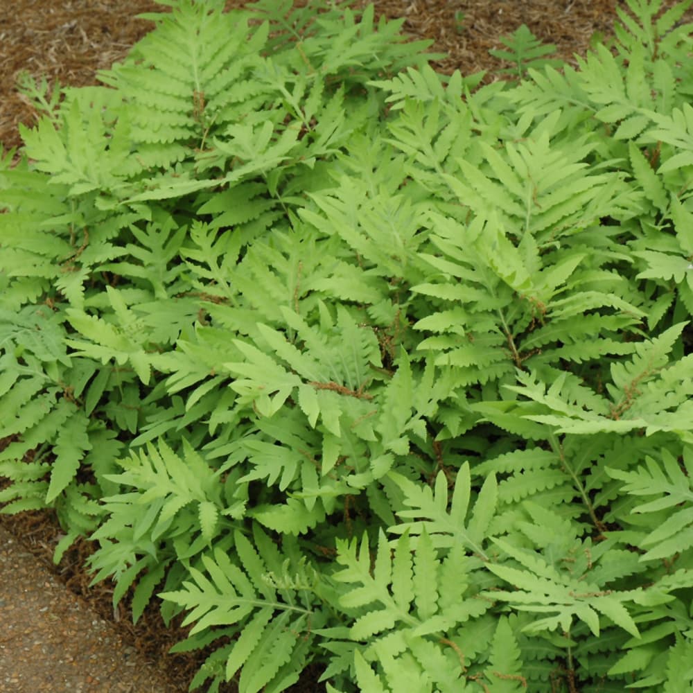 NetPS Plant Finder (www.netpsplantfinder.com)