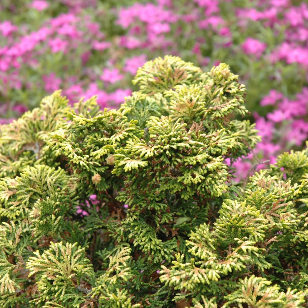 Cypress Hinoki Verdoni