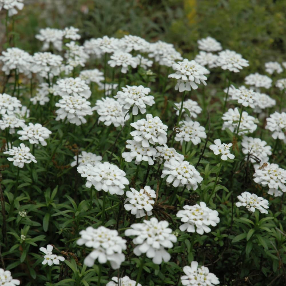 NetPS Plant Finder (www.netpsplantfinder.com)