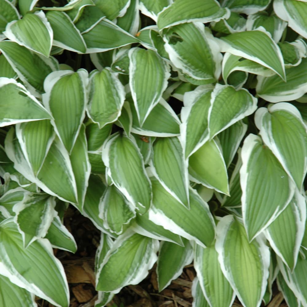 NetPS Plant Finder (www.netpsplantfinder.com)