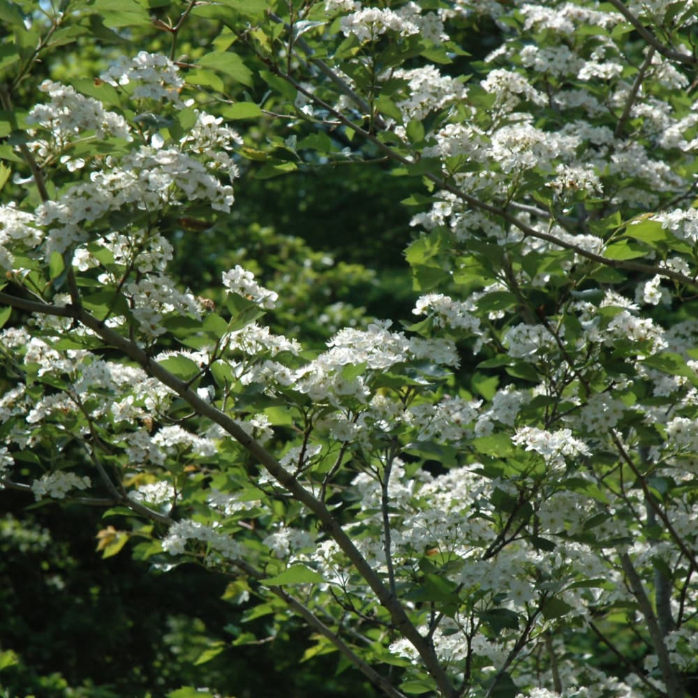 NetPS Plant Finder (www.netpsplantfinder.com)