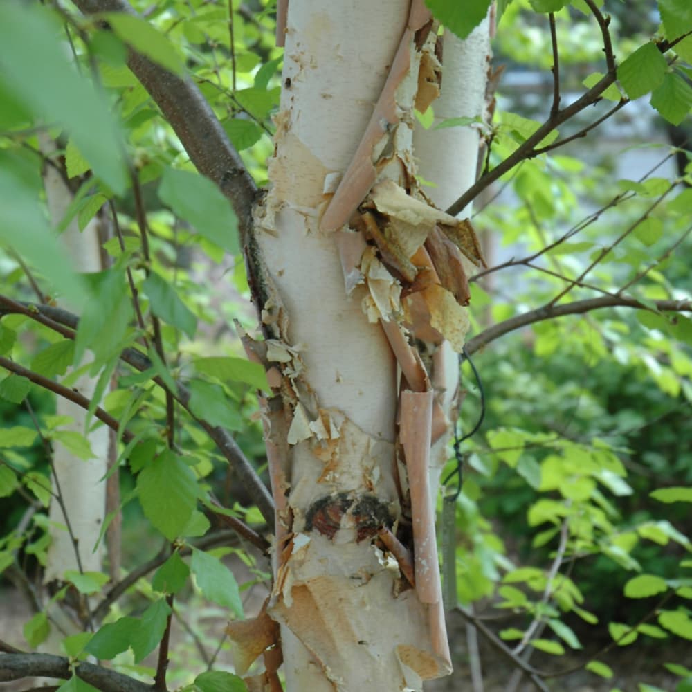 NetPS Plant Finder (www.netpsplantfinder.com)