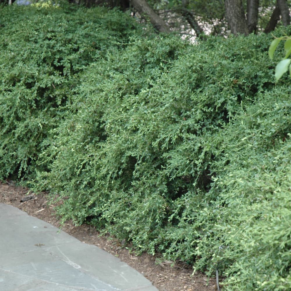 NetPS Plant Finder (www.netpsplantfinder.com)