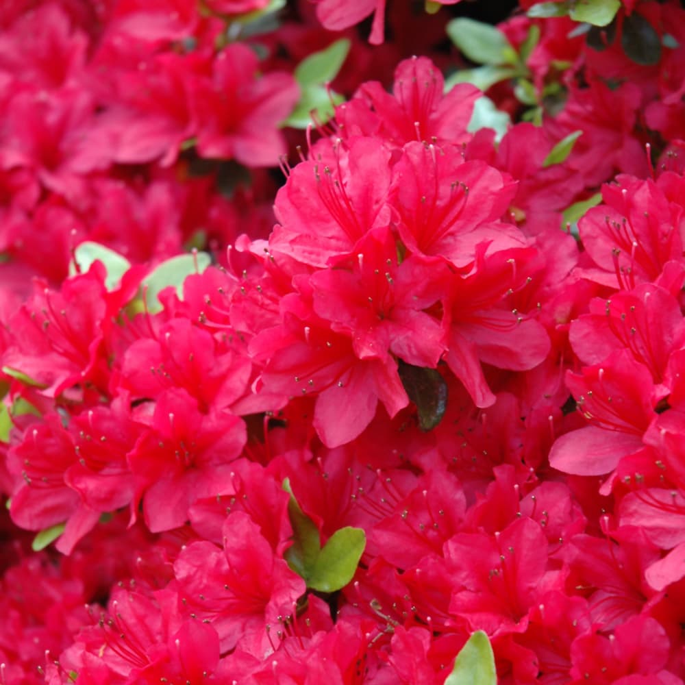 Azalea Hino Crimson