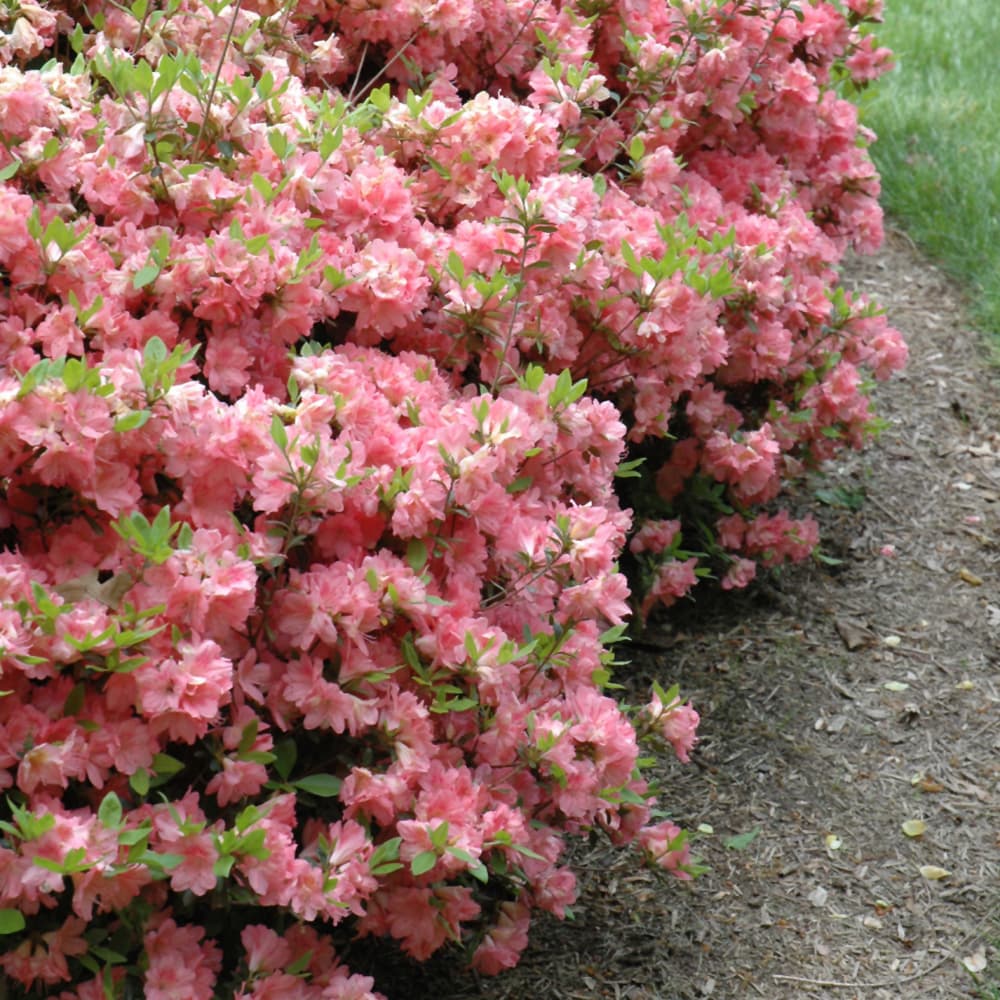 NetPS Plant Finder (www.netpsplantfinder.com)