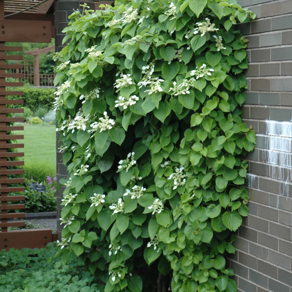 NetPS Plant Finder (www.netpsplantfinder.com)