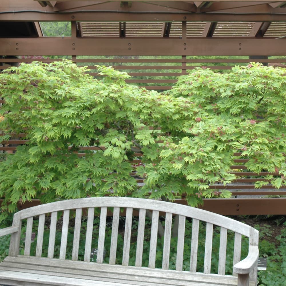 NetPS Plant Finder (www.netpsplantfinder.com)