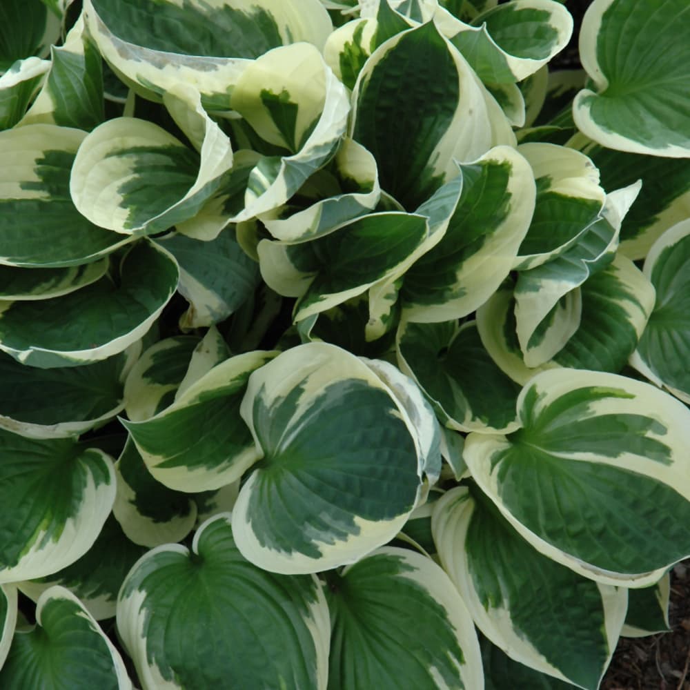 NetPS Plant Finder (www.netpsplantfinder.com)