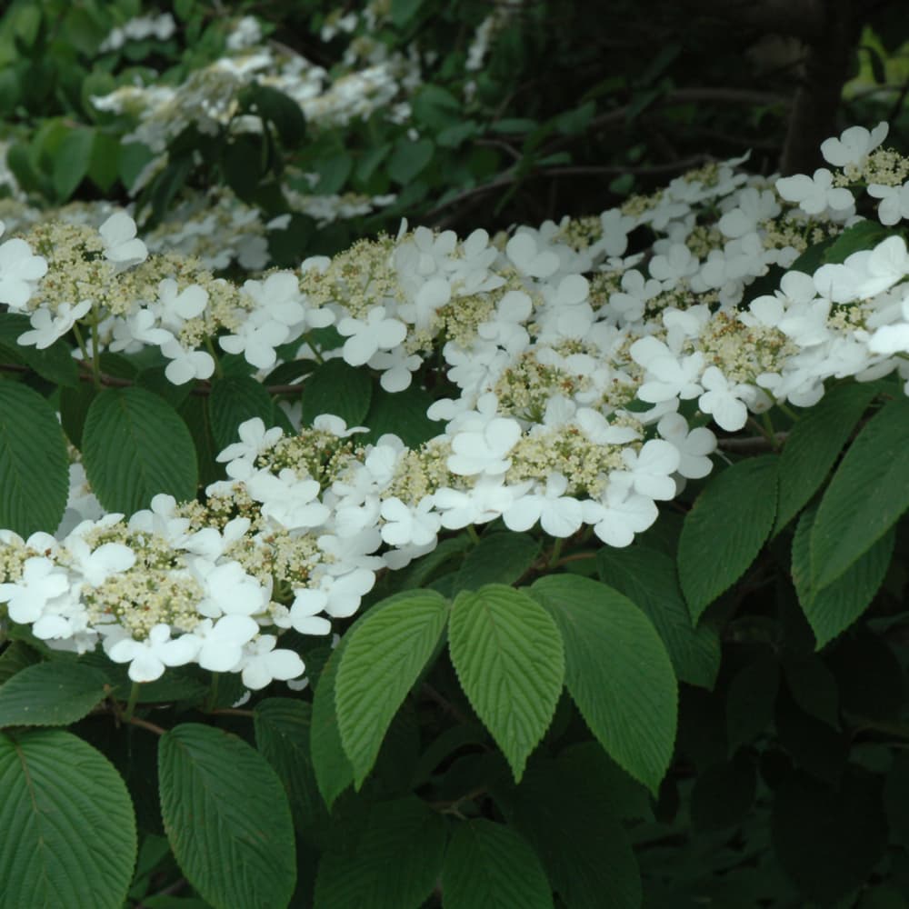 NetPS Plant Finder (www.netpsplantfinder.com)